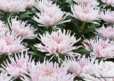 De Pink Ray, zit nog in de proeffase, van Floritec in samenwerking met Icon Selections. Ze verwachten dat deze binnenkort commercieel gaat en vanuit deze samenwerking is het de eerste pluischryssant die op de Europese markt wordt gebracht.